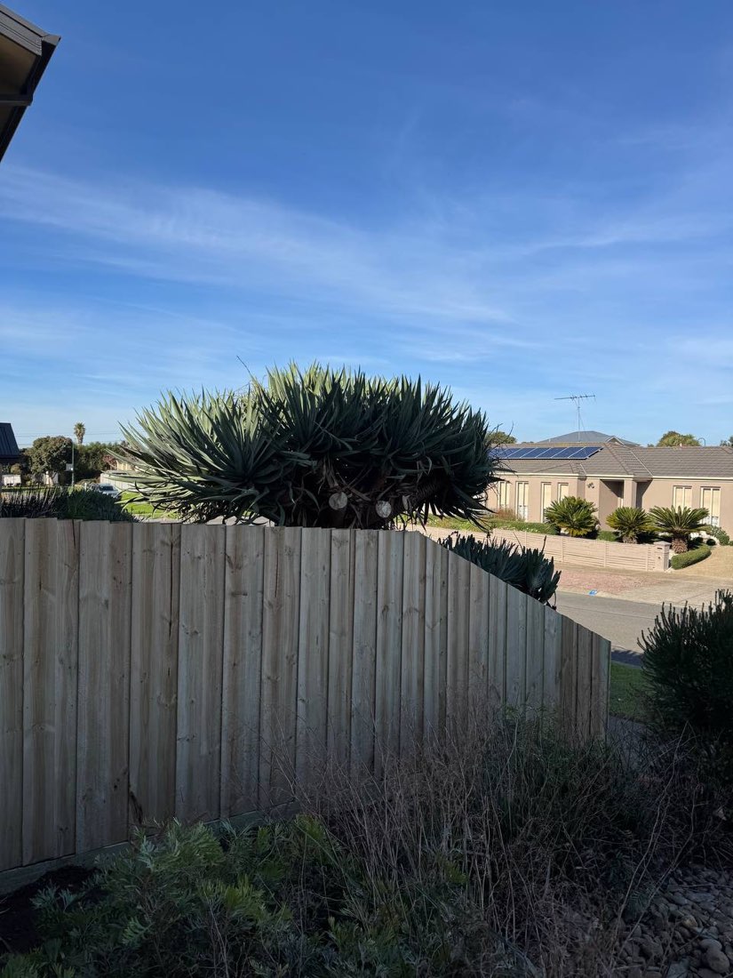 Capped timber paling fence following a curved corner boundary in Drysdale